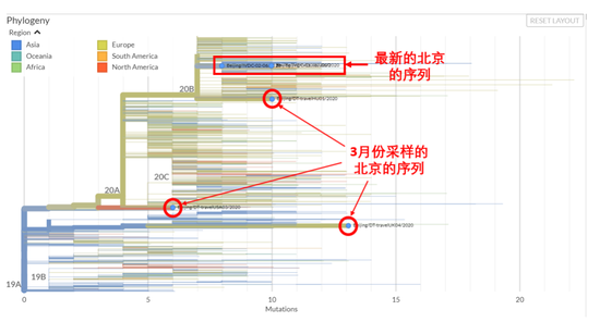 圖1 全球新冠病毒家族樹譜。上圖以取樣時間為橫坐標，下圖以突變的數(shù)目為橫坐標。